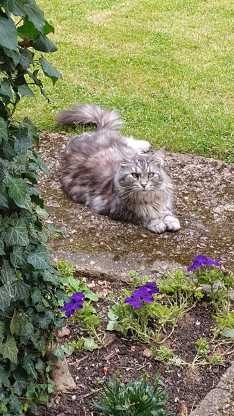 Big Monty