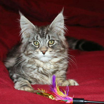 Monty