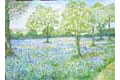 Bluebells