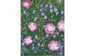 Cistus