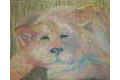 Lioness