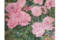 Pink Roses